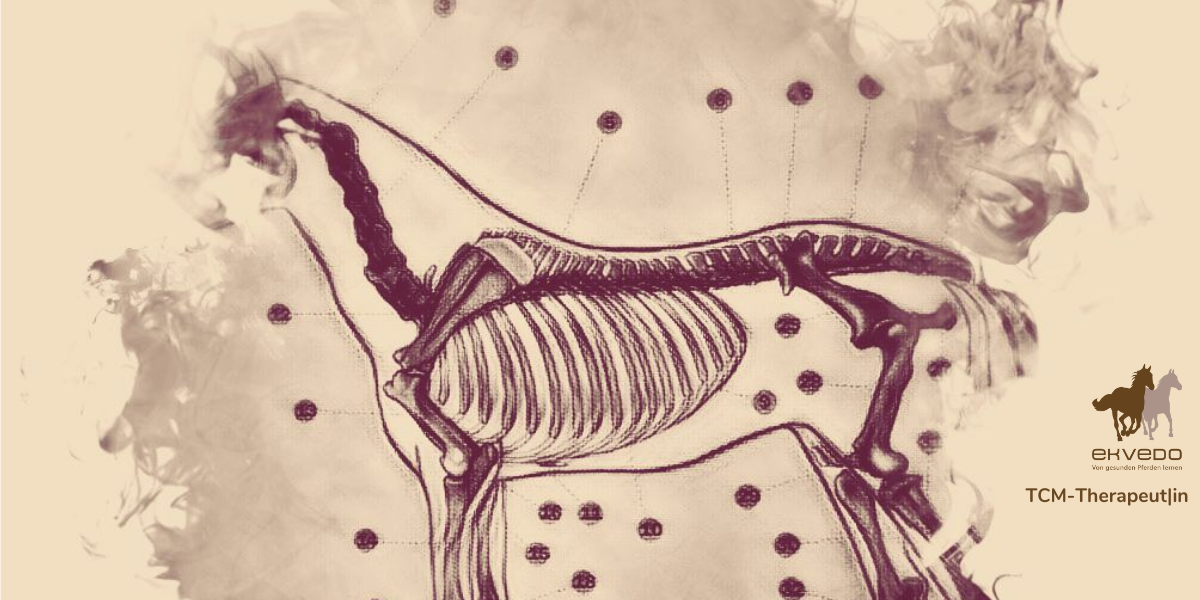 Ausbildung Ausbildung TCMTherapeut für Pferde ekvedo